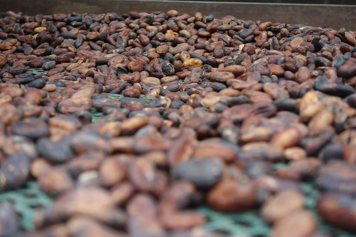 Dried cocoa beans, an export commodity handled by GoldenField