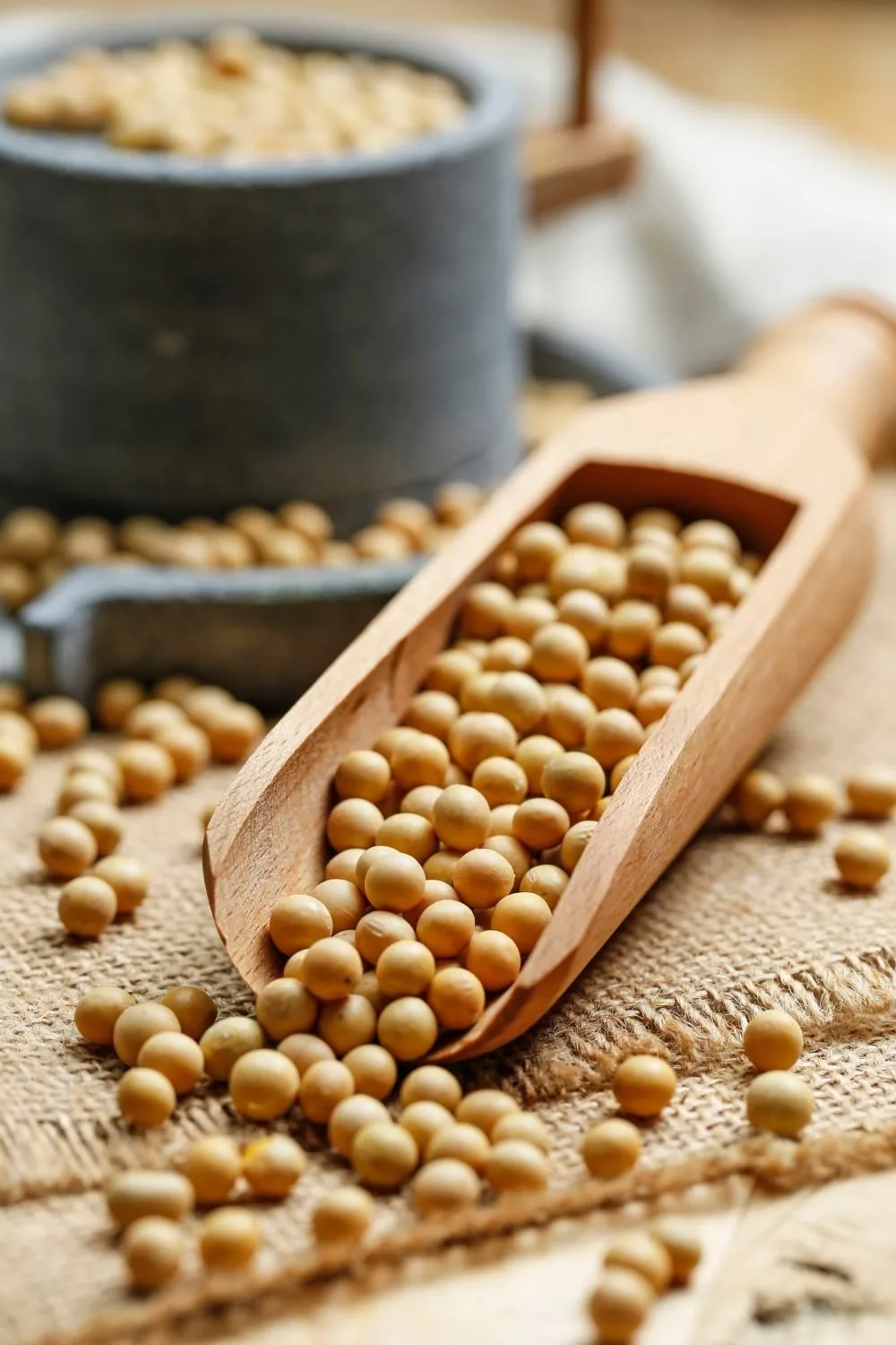Non-GMO soybeans