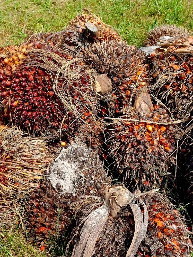 Oil palm fruit bunches