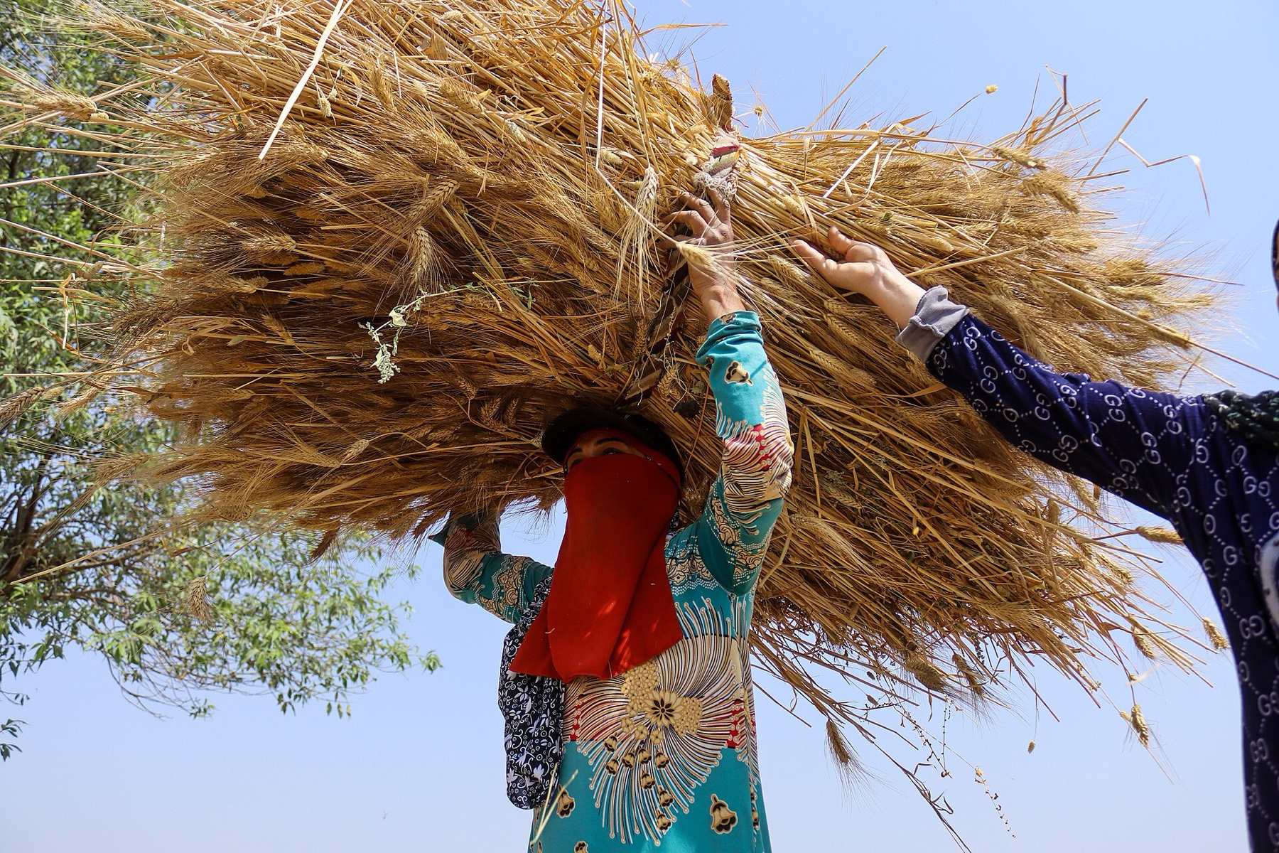 Harvest gathered from the field