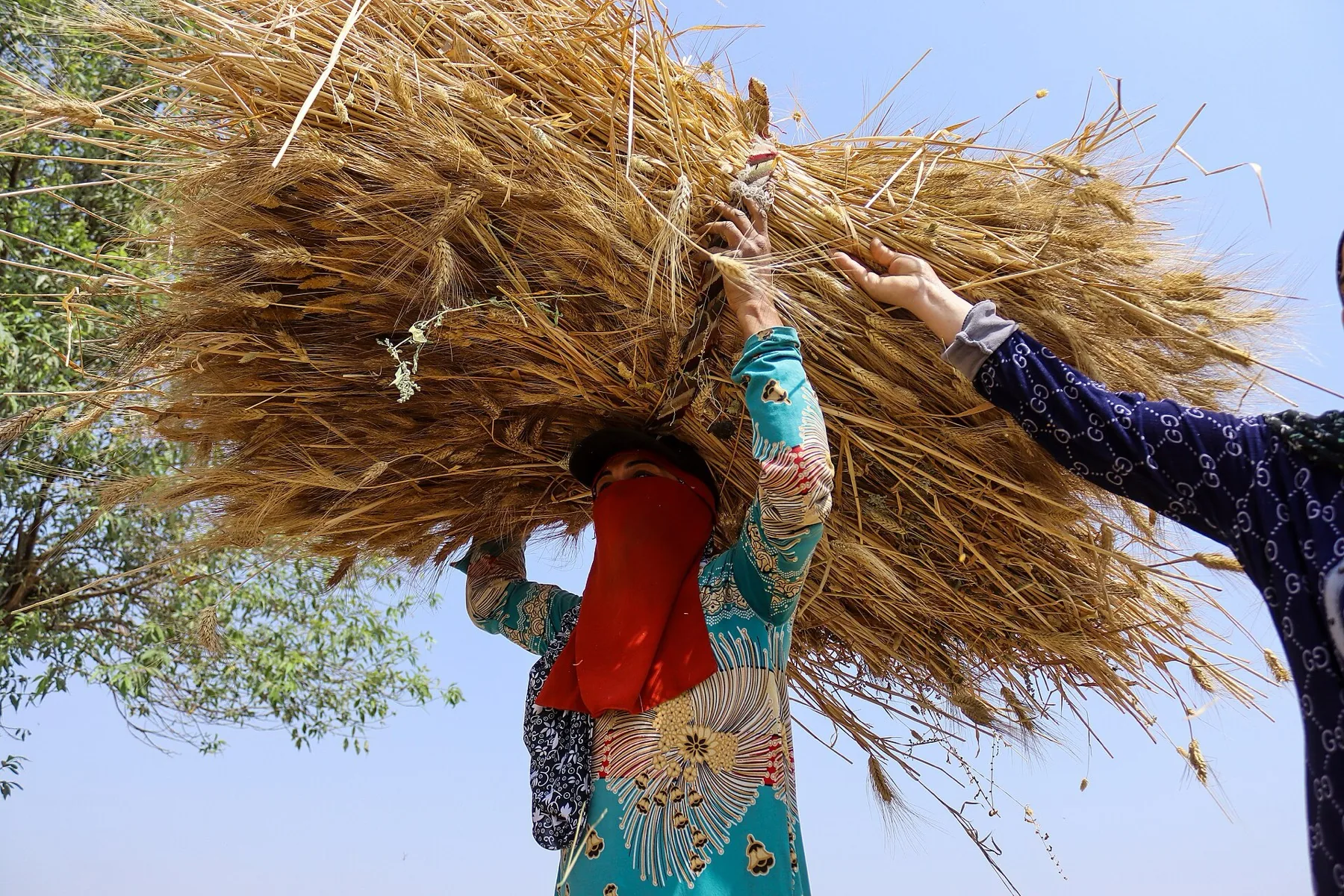 Harvest gathered from the field